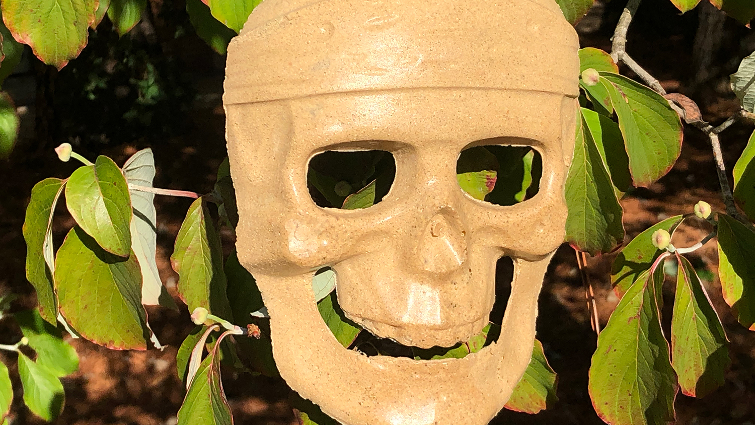 Skull Head - Your Next Halloween Mask Could Be Made from Trees - Forest Biomaterials NC State University