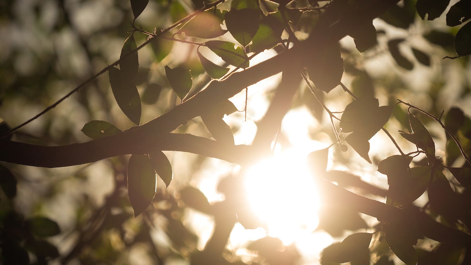 The sun peeks through the leaves of a tree at the Court of North Carolina - Turning Tree Residue into Smart Hydrogels - Forest Biomaterials NC State University