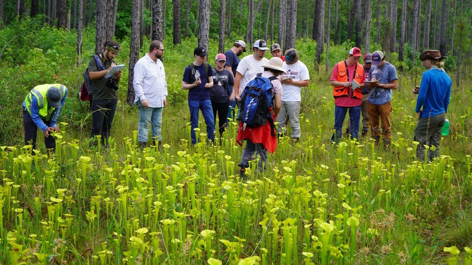 A Summer of Learning, College of Natural Resources, FWCB Summer Camp Pitcher Plants, feature - A Summer of Learning - Forest Biomaterials NC State University