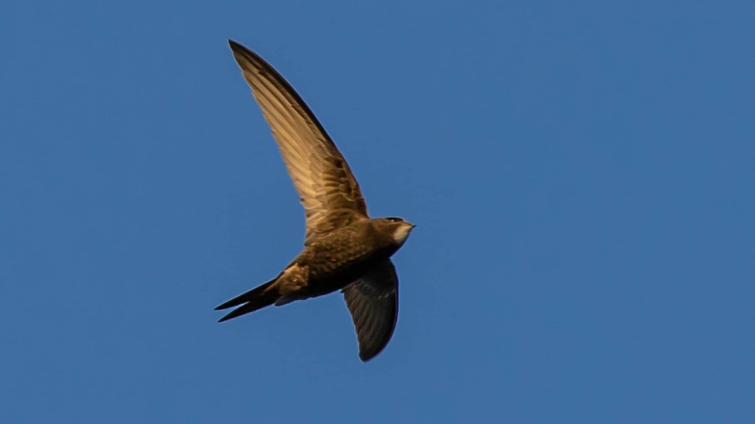 European Swift - Mimicking a Bird's Sticky Spit to Create Cellulose Gels - Forest Biomaterials NC State University