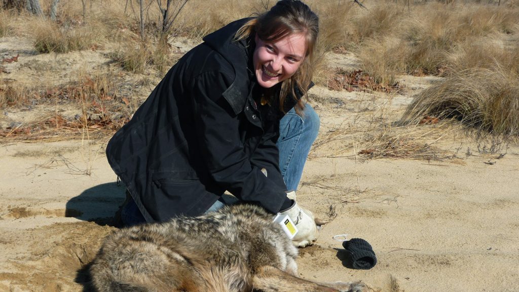 Student with a coyote in the field - Fisheries, Wildlife, and Conservation Biology Graduate Programs - Forestry and Environmental Resources Spotlight: William Casola - Forestry and Environmental Resources NC State University