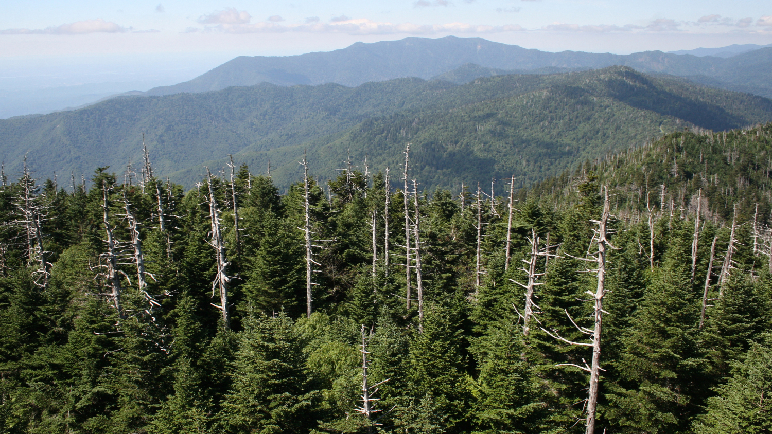 Smoky Mountains - How Tree Diversity Regulates Invading Forest Pests - Forestry and Environmental Resources NC State University