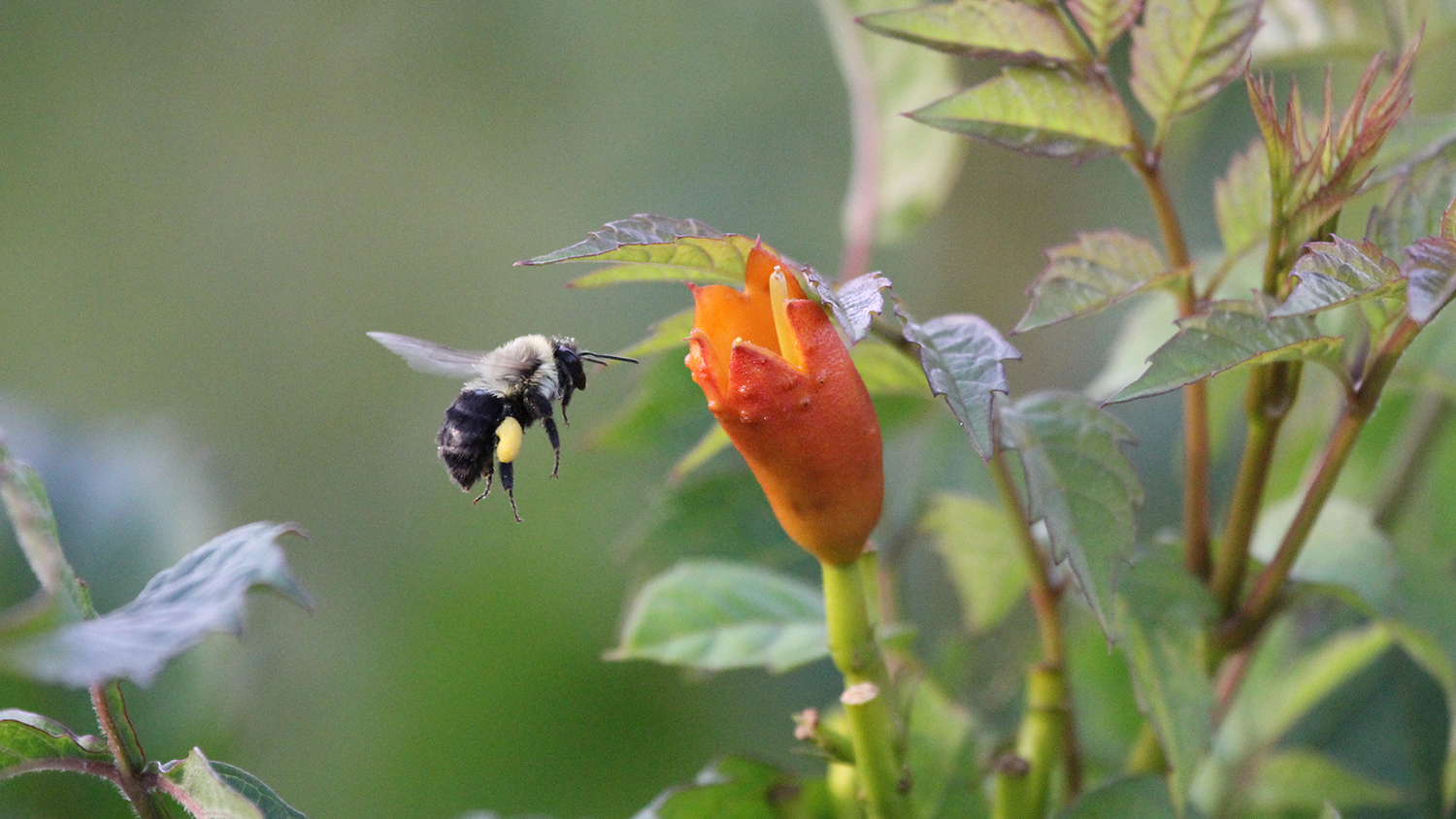 Bumble Bee - Children Prefer Faraway Wildlife to Local Nature - Forestry and Environmental Resources NC State University