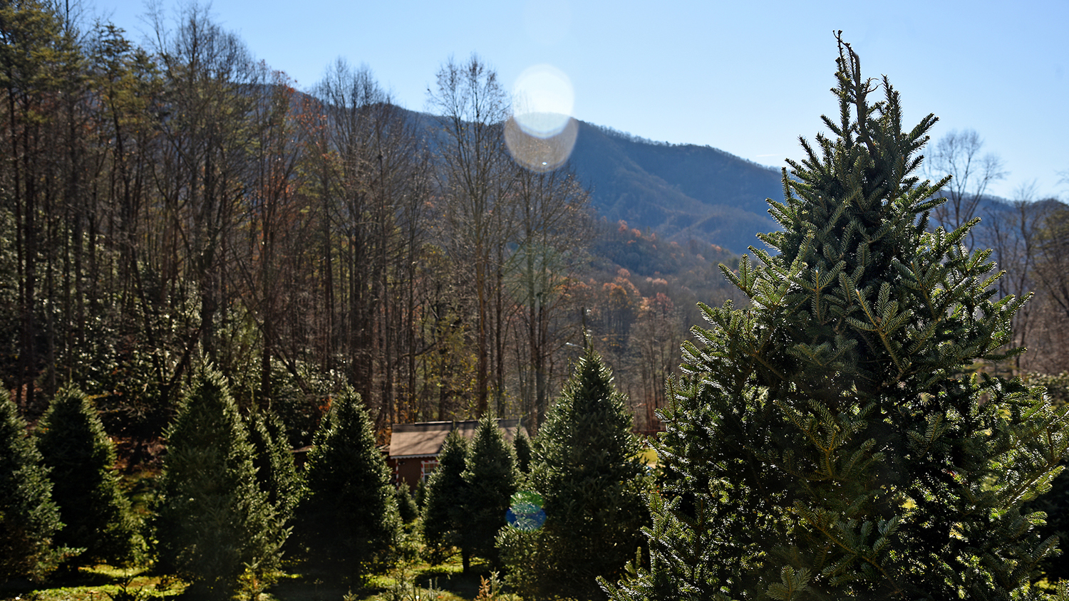 Christmas tree farm in North Carolina - UAVs and Christmas Trees: New Research to Help NC Growers Benefit From Drone Technology - Forestry and Environmental Resources NC State University