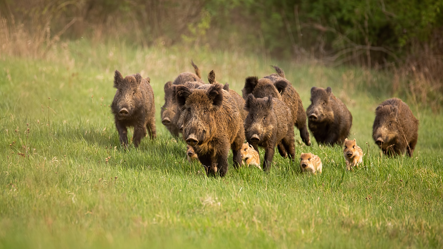 A group of feral swine running - Invasive Species: How Exotic Plants, Animals and Insects Impact North Carolina - Forestry and Environmental Resources NC State University