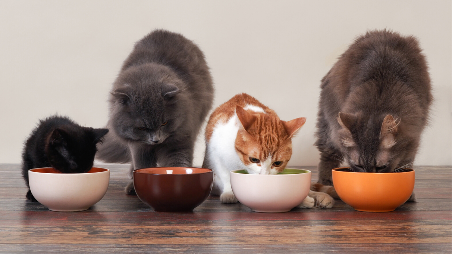 Four cats at food bowls - Cat Food Mystery Foils Diet Study - Forestry and Environmental Resources NC State University