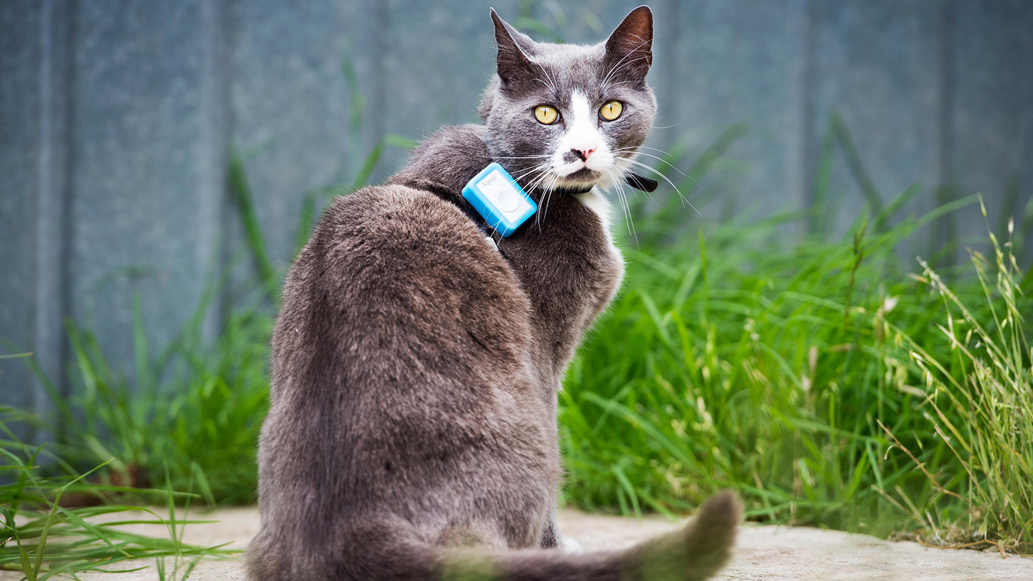 Cat with GPS tracking device on collar - Keeping Cats Indoors Could Blunt Adverse Effects to Wildlife -Forestry and Environmental Resources NC State University