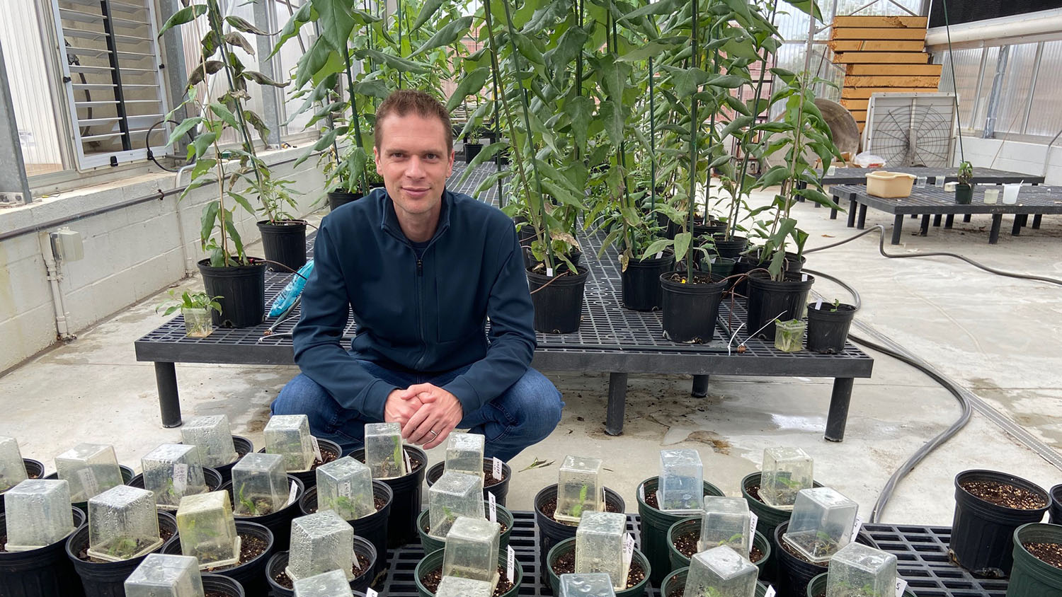 Rodolphe Barrangou, professor and co-founder of TreeCo, with genome edited poplars - NC State Spin-off TreeCo To Breed a Better Forest - Forestry and Environmental Resources NC State University
