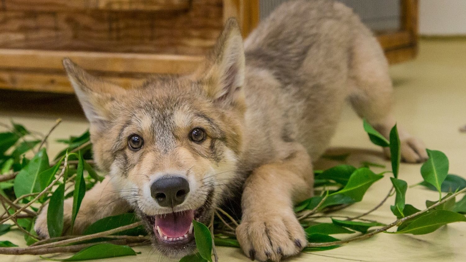 Shadow, a wolf at the San Diego Zoo, when he was a pup in 2014 - Positive YouTube Videos of Wolves Linked to Greater Tolerance - Forestry and Environmental Resources NC State University