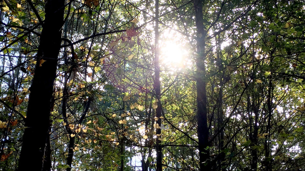 Picture of Trees - Trees National Needs Fellowship (NNF) Program - Forestry and Environmental Resources NC State University