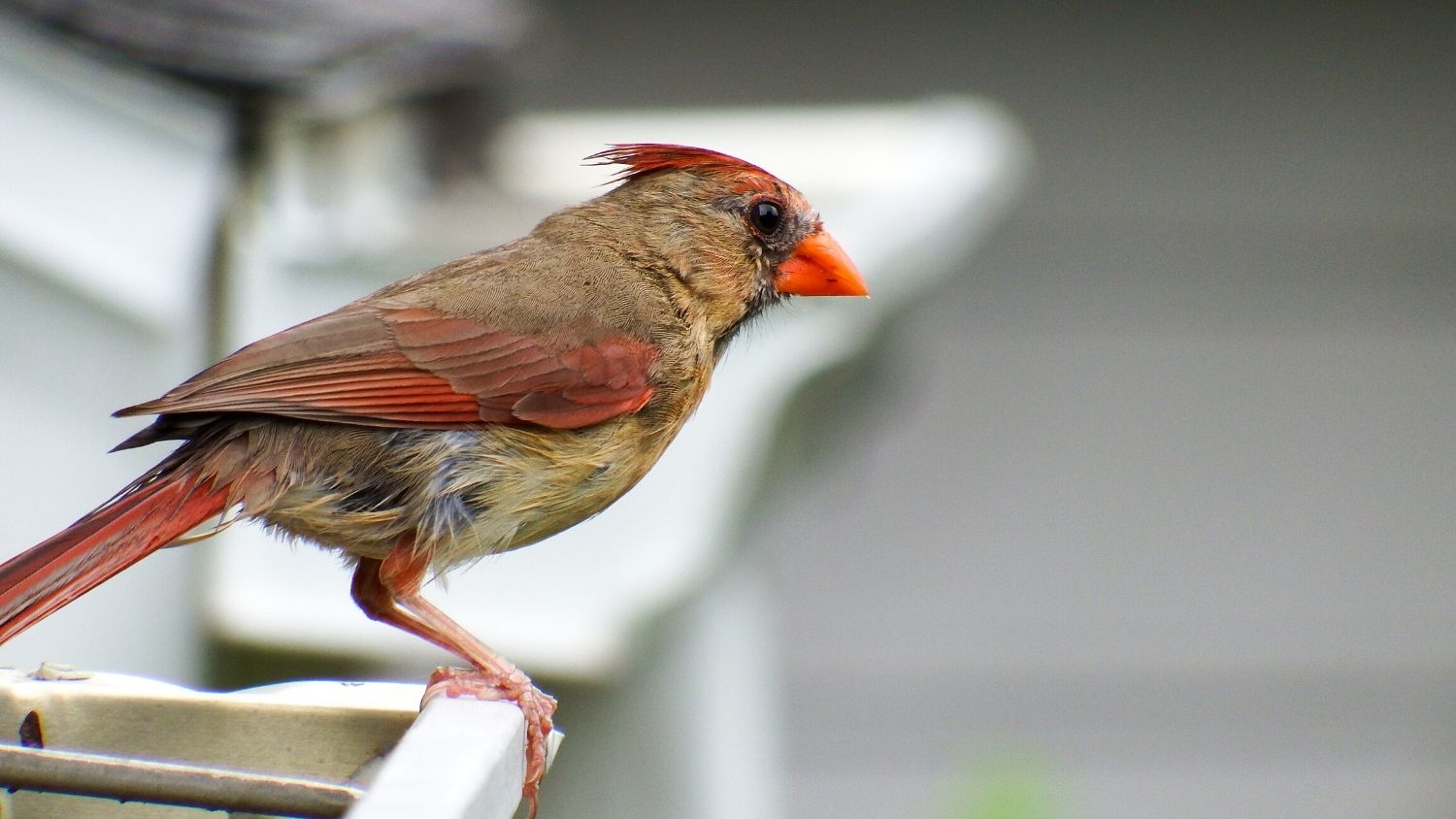 Cardinal - 5 Tips for Getting into Birding - Forestry and Environmental Resources NC State University