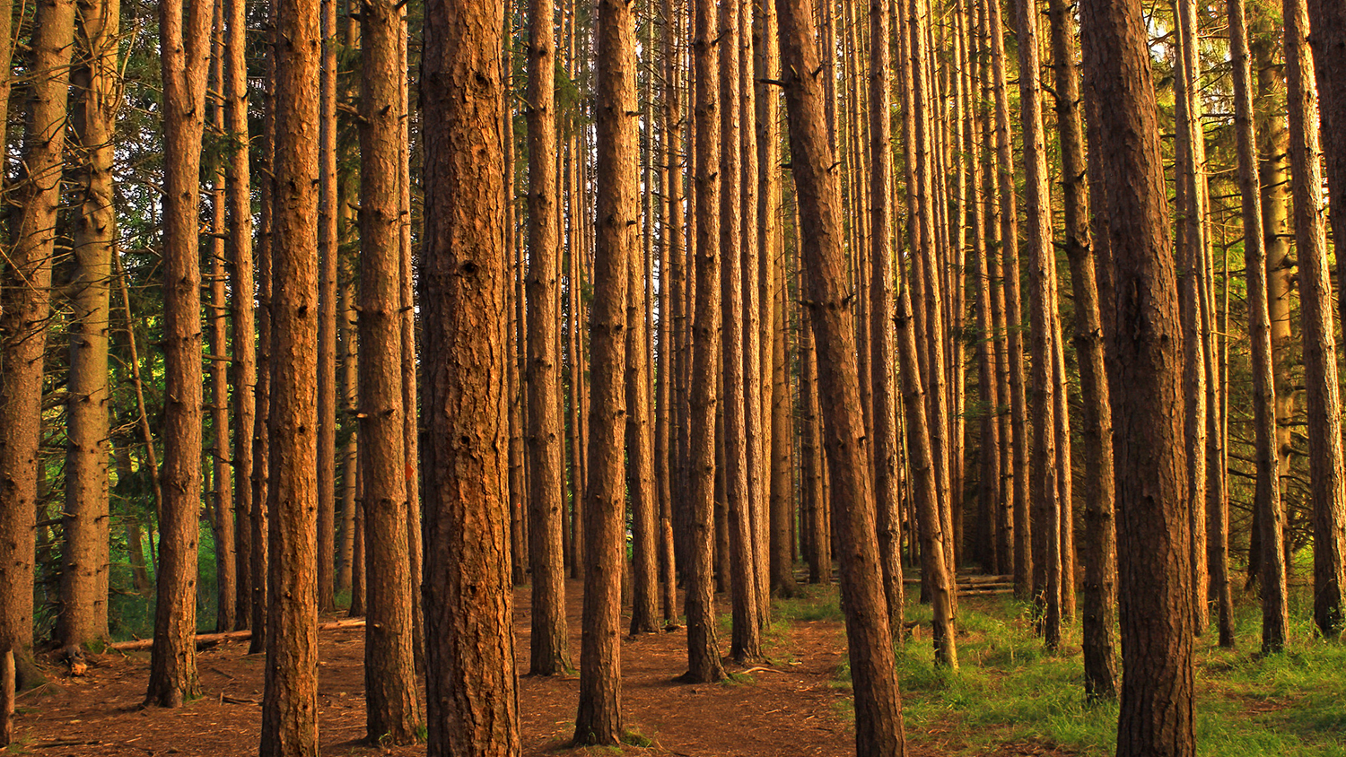 a pine forest - How Climate Change May Reshape Pine Plantations - Forestry and Environmental Resources NC State University