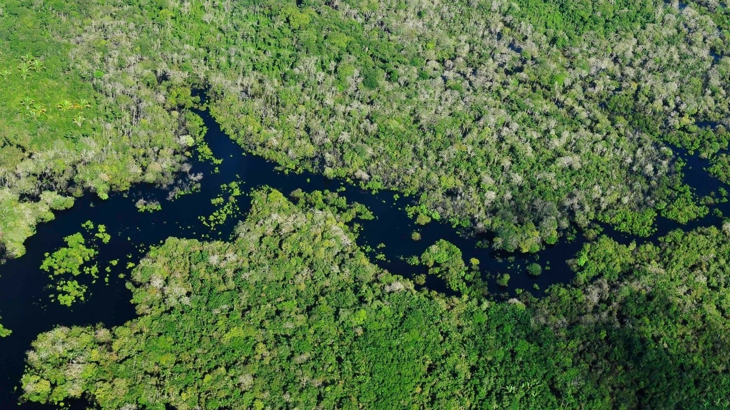Amazon rainforest aerial view - Impact of Effort to Reduce Amazon Deforestation Overestimated, Study Finds - Forestry and Environmental Resources NC State University