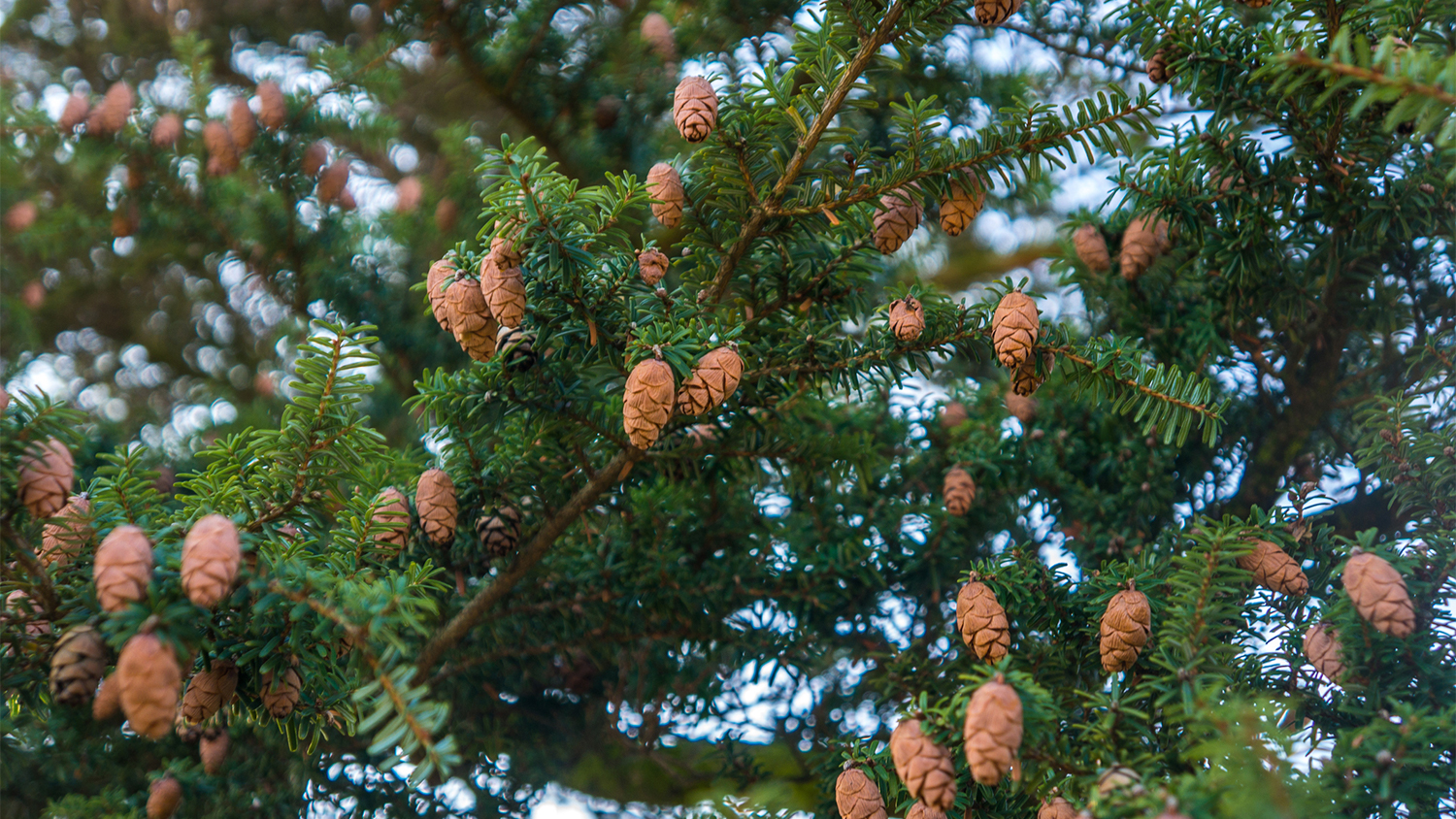 Hemlock Trees - A New Hope for the Eastern Hemlock - Forestry and Environmental Resources NC State University