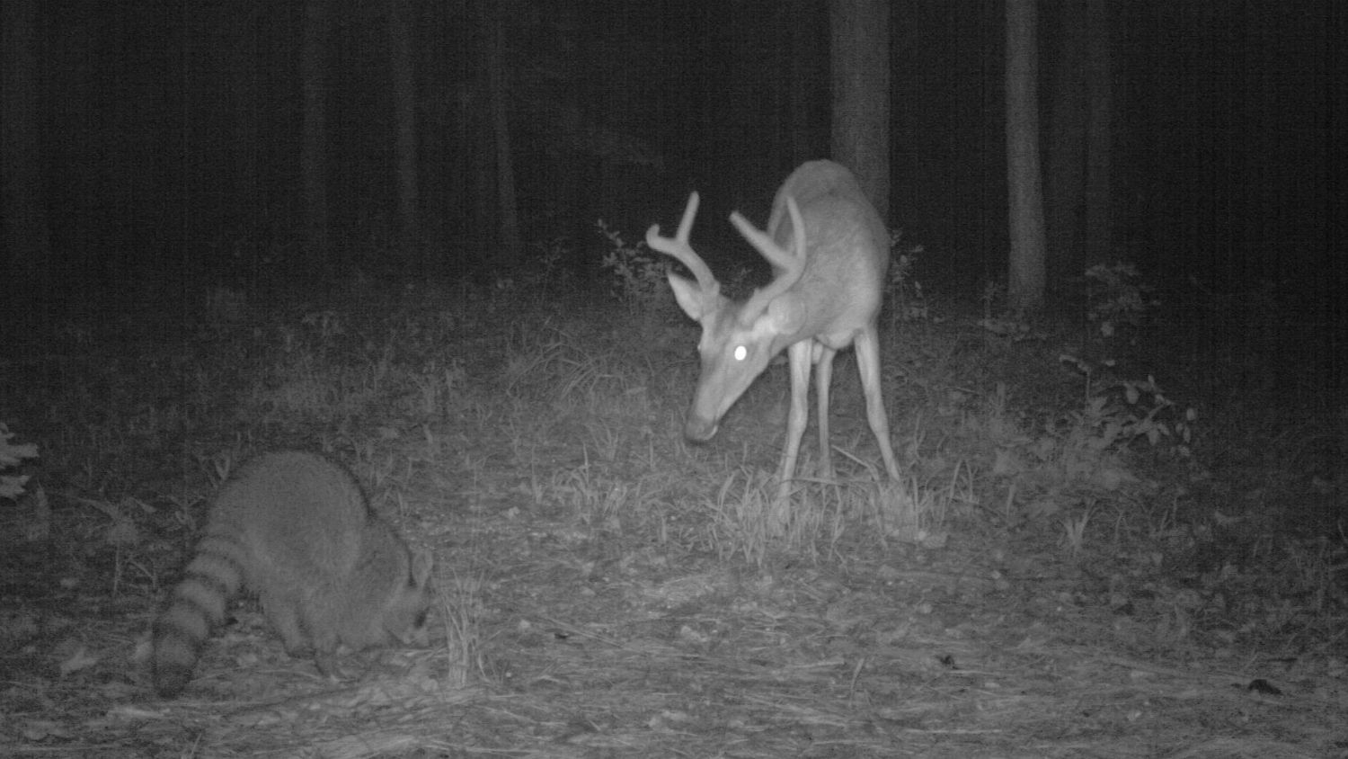 Raccoon and deer foraging together - Do Racoons Fear Coyotes? A Research Team Used Cameras to Find Out - Forestry and Environmental Resources NC State University