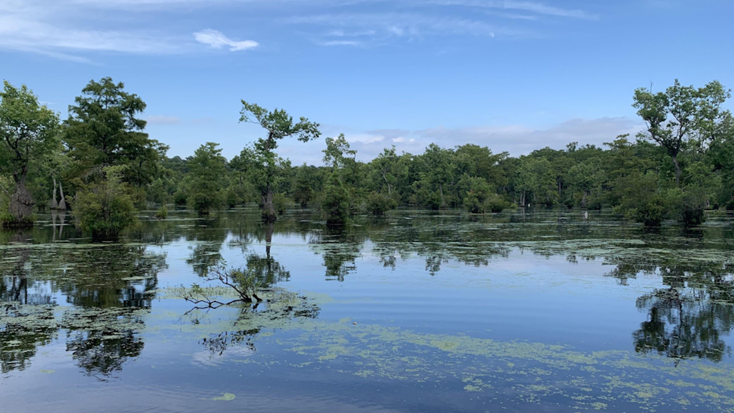 Swamp - Courtney Kirberger: Meet the Millpond - Forestry and Environmental Resources NC State University