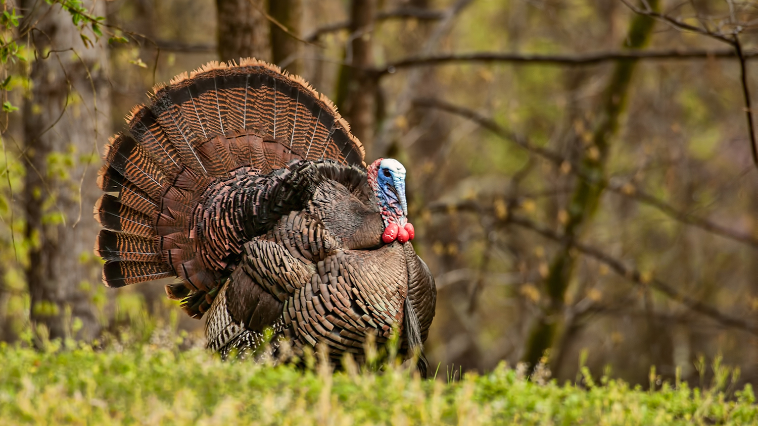 Wild turkey - Talking Turkey: How the Bird Made a Comeback in North Carolina - Forestry and Environmental Resources NC State University