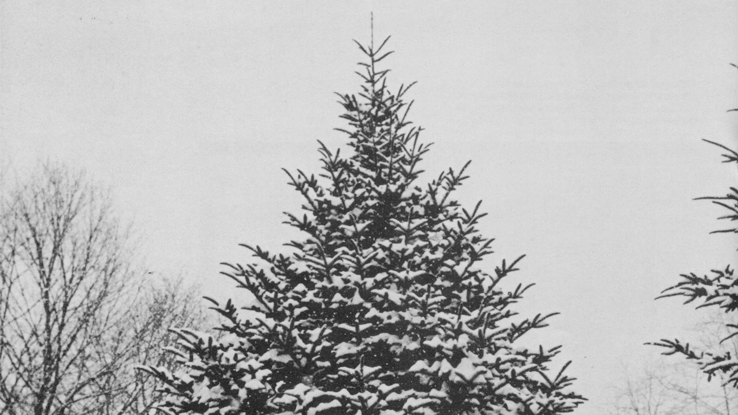 Black and White Image of a Tree - NC State's Christmas Tree Genetics Program: Keeping Our Christmas Merry and Bright - Forestry and Environmental Resources NC State University