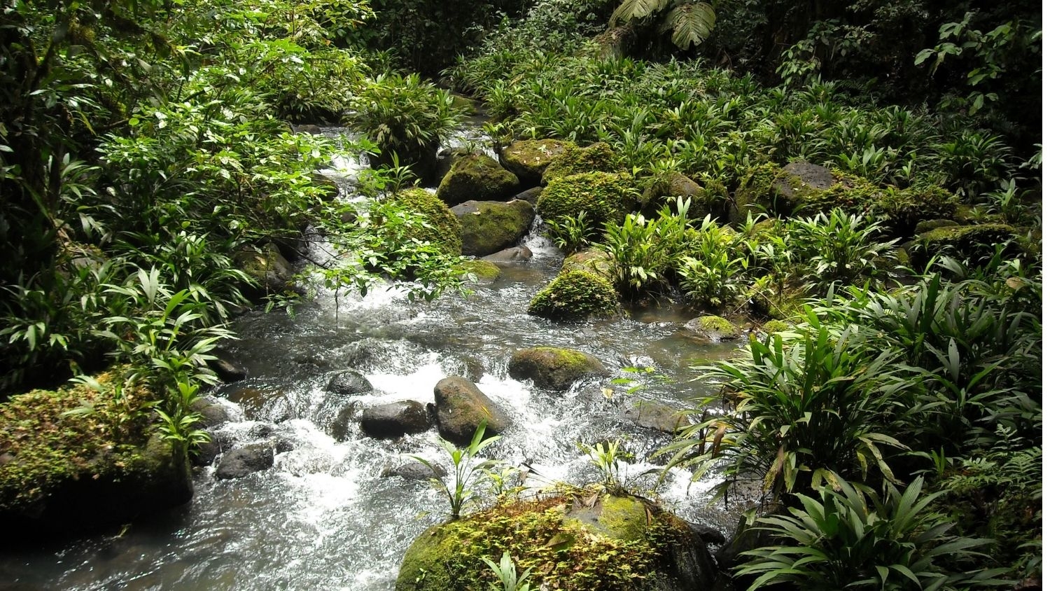 Stream in Costa Rica - Fertilizer Runoff in Streams and Rivers Can Have Cascading Effects, Analysis shows - Forestry and Environmental Resources NC State University