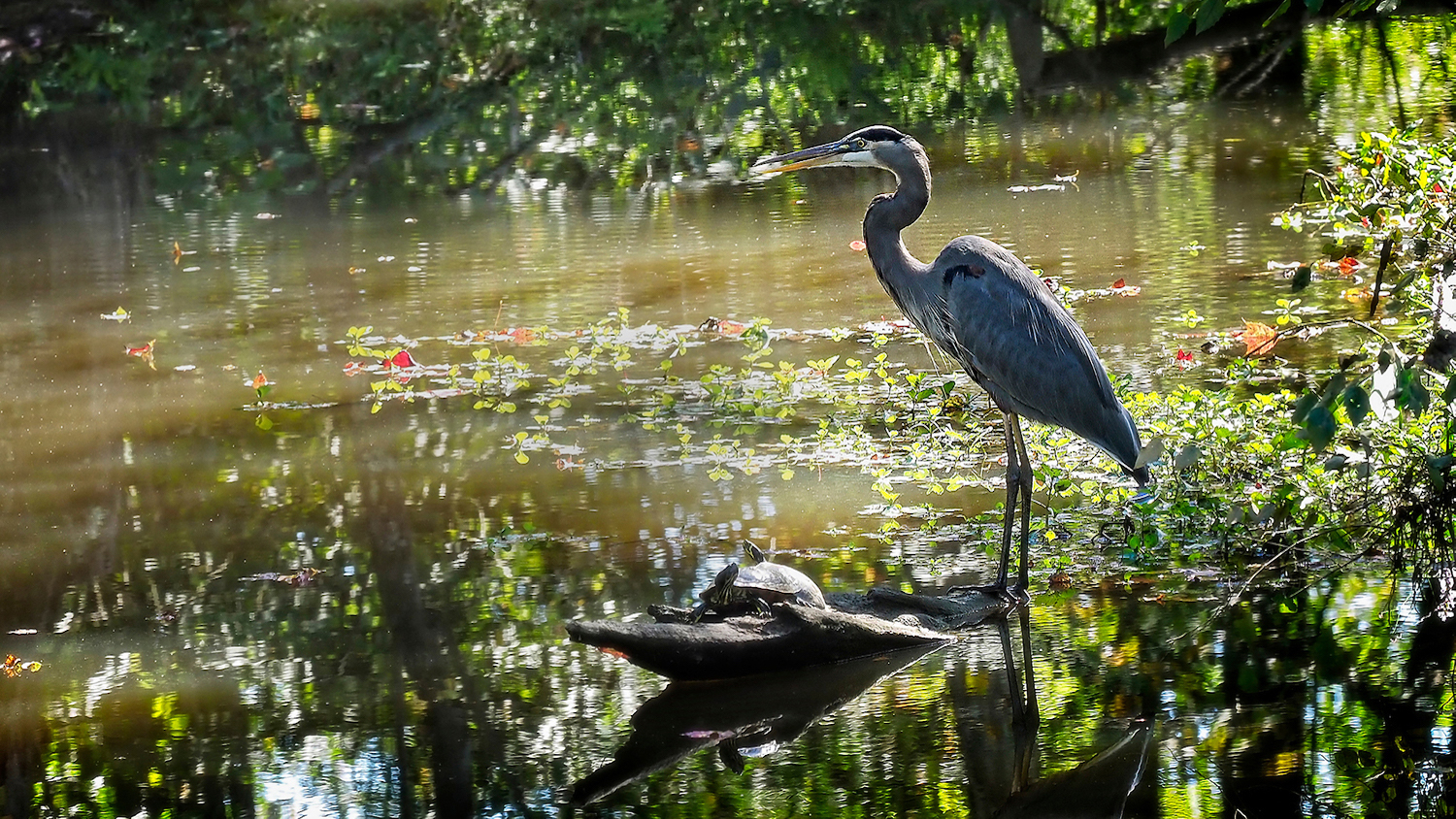 A great blue heron and turtles along a body of water - Ecology Wildlife Foundation Establishes Three Funds to Support Conservation Research - Forestry and Environmental Resources Department at NC State