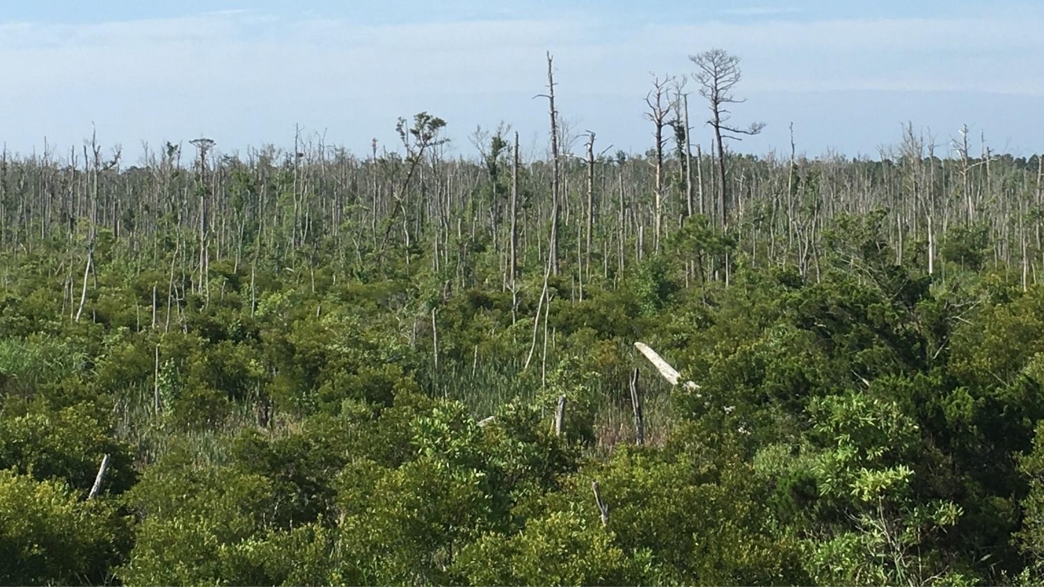 Ghost Forest - Study Finds Ghost Forest 'Tree Farts' Contribute to Greenhouse Gas Emissions -Forestry and Environmental Resources NC State University