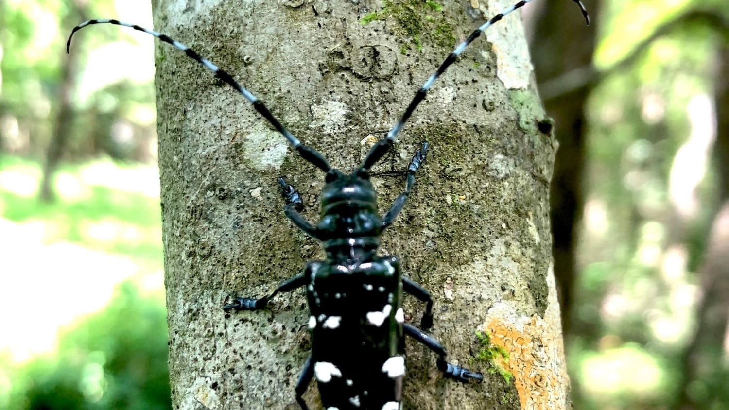 Asian longhorned beetle - Forestry Experts Want You to Watch Out for 'Poolside Pests' - Forestry and Environmental Resources NC State University