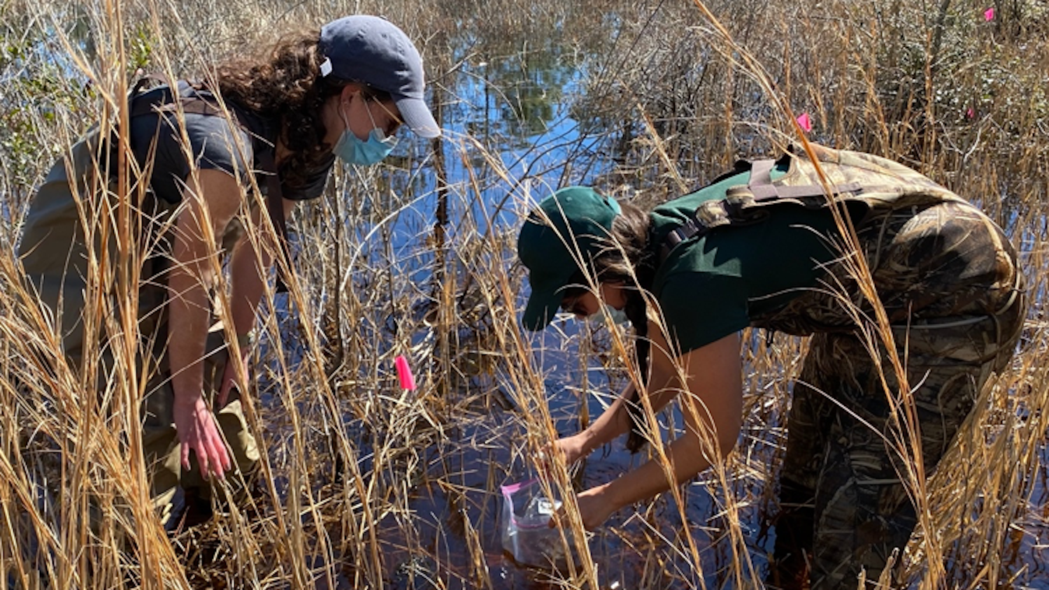 Obtaining Gopher Frog Egg Mass - Head Starting Gopher Frogs in the Croatan National Forest - Forestry and Environmental Resources Department at NC State