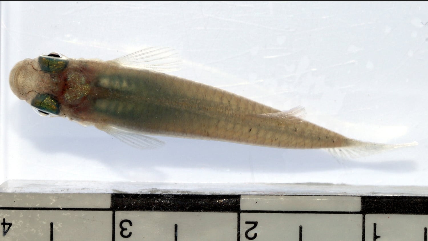 mosquitofish - Human-Driven Habitat Change Leads to Physical, Behavioral Change in Mosquitofish - Forestry and Environmental Resources Department at NC State