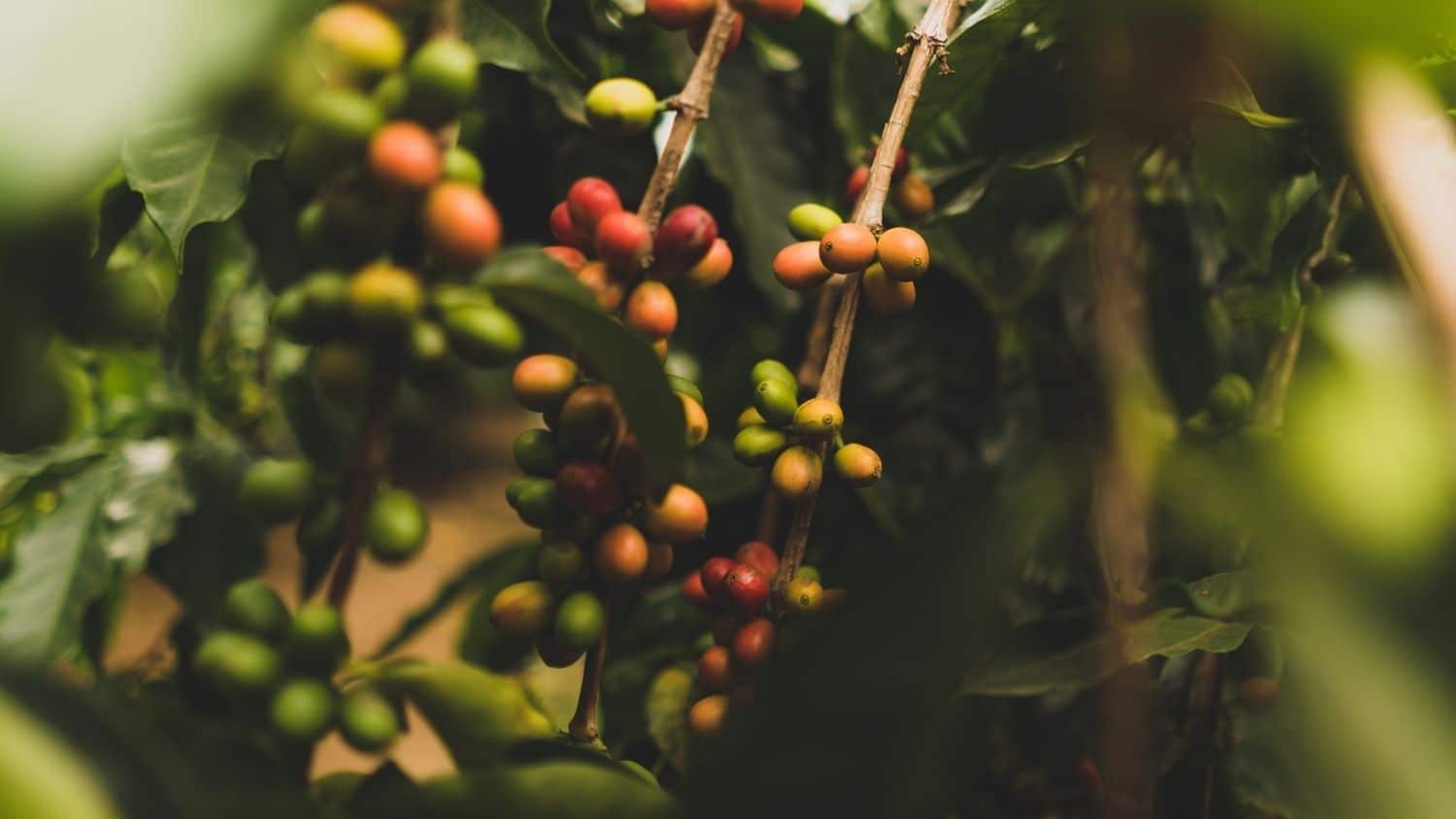 Coffee tree - Many Nonprofits, Companies Report Using Commercial Species in Tree Planting Projects - Forestry and Environmental Resources Department at NC State