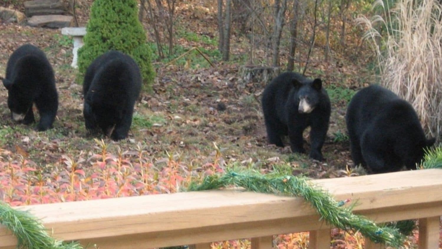 Black bears in Asheville - Young Female Black Bears in Asheville, North Carolina Are Big, Have Cubs Early - Forestry and Environmental Resources NC State University