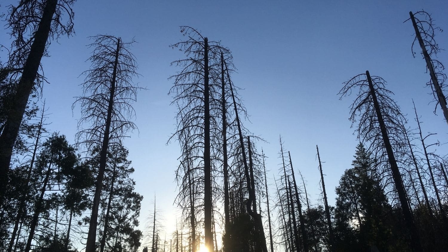 Dead ponderosa pine trees in California.