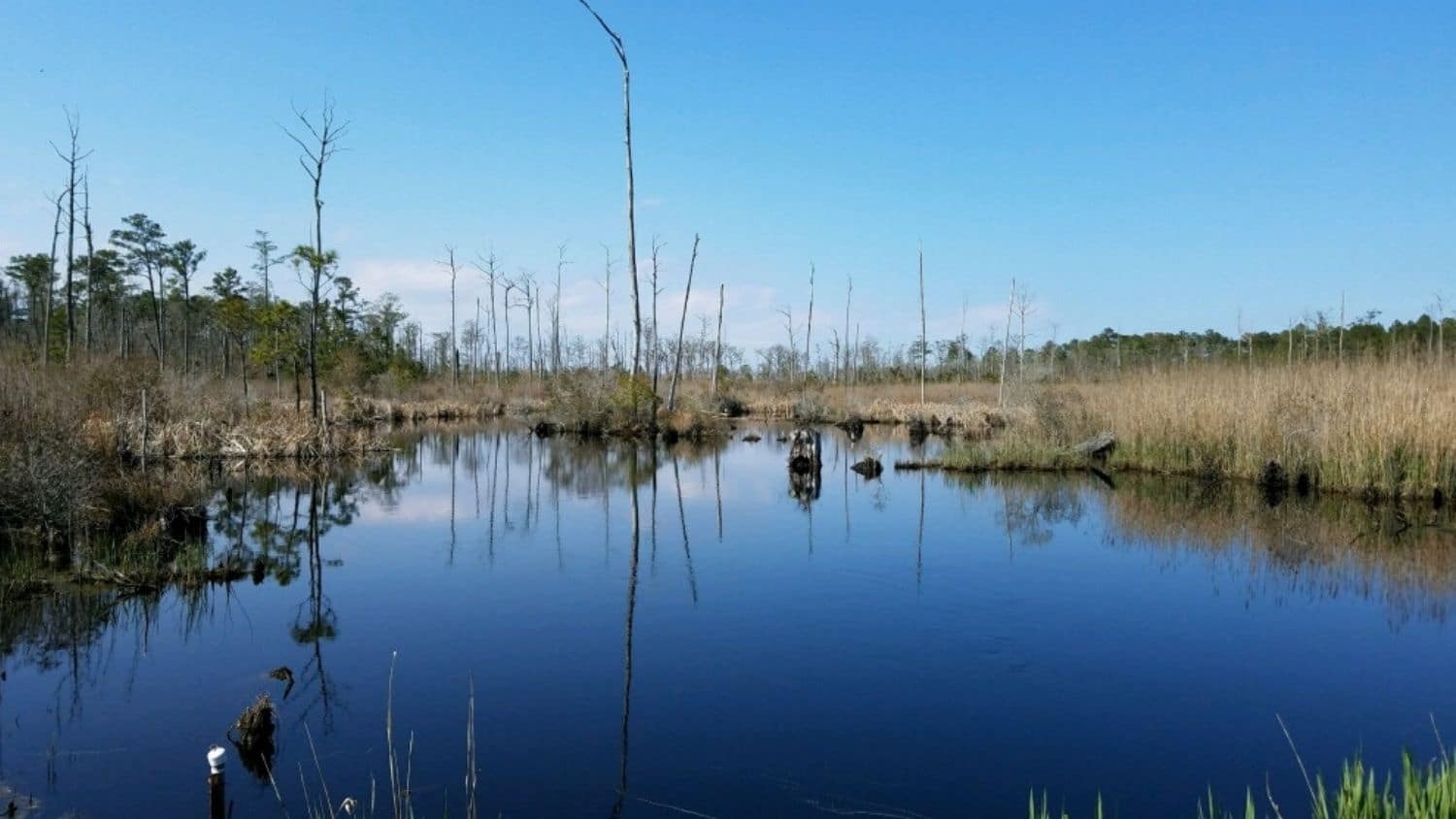 Ghost forest in North Carolina. - Microbes Making Tree Methane ‘Farts’ in Ghost Forests Are in the Soils, Study Says - Forestry and Environmental Resources NC State University