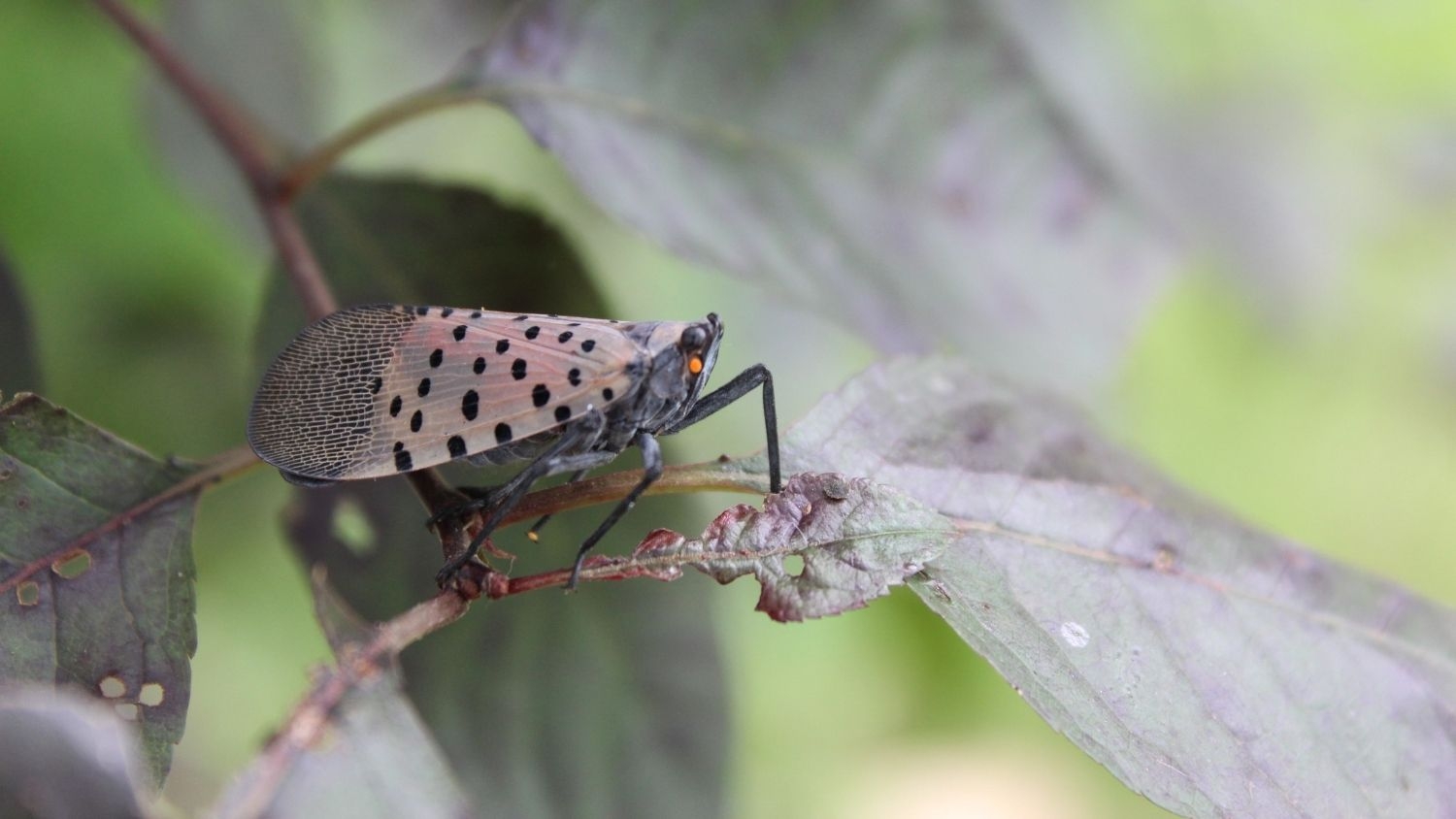 Spotted lanternfly on leaf - Ask an Expert: How Will the Spotted Lanternfly Impact North Carolina? - Forestry and Environmental Resources NC State University