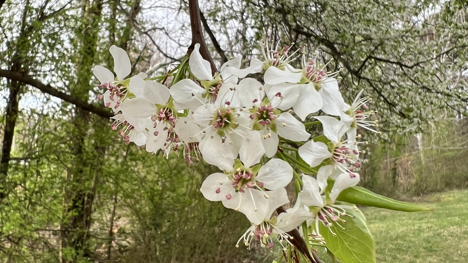 Bradford pear tree in bloom - Bounty Offered on Bradford Pear Trees - Forestry and Environmental Resources NC State University