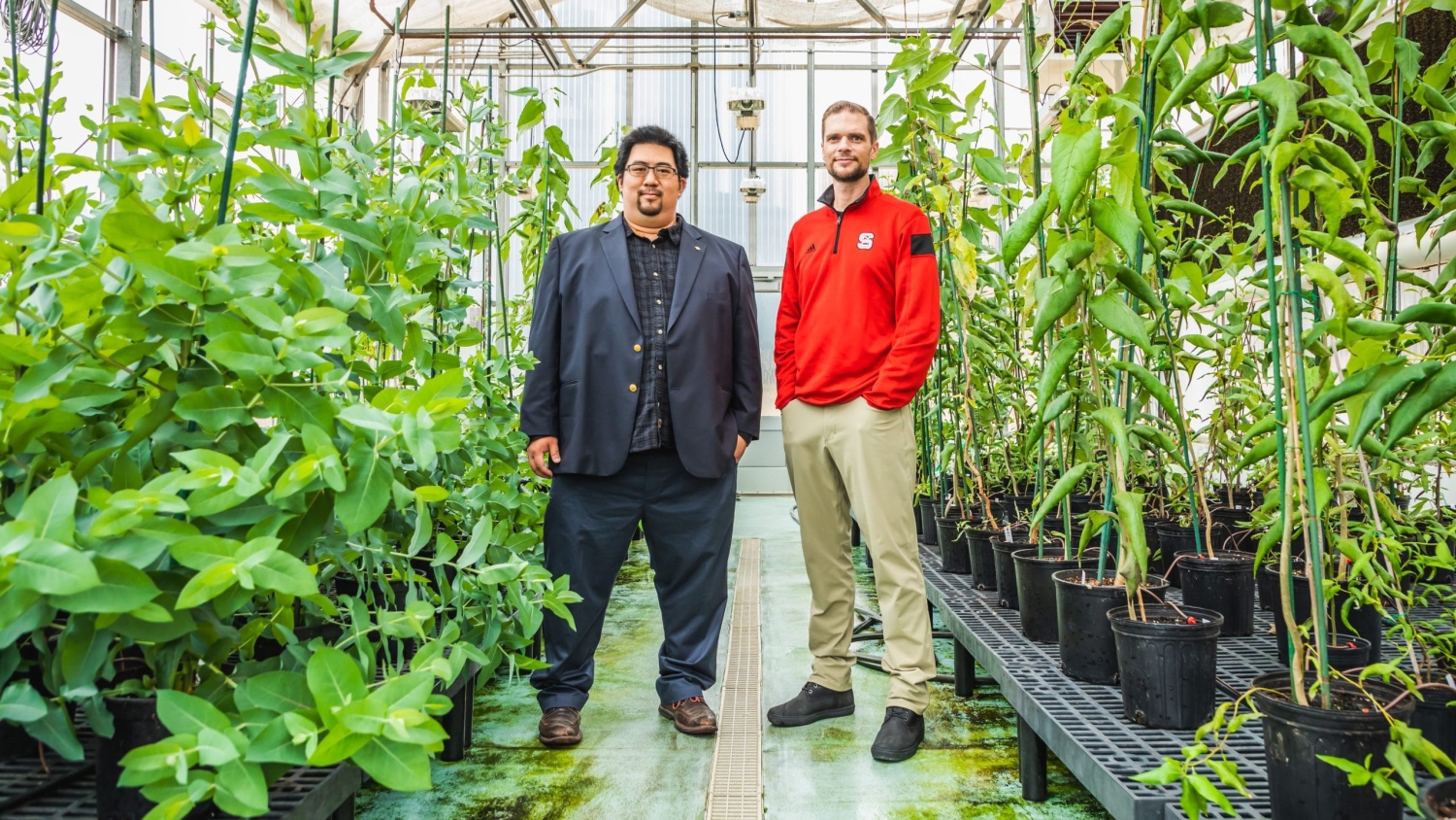 Wang and Barrangou pose for a picture in one of their greenhouses, with Eucalyptus and Poplar trees - Seed Funding Speeds Growth for TreeCo — an NC&#160;State Startup - Forestry and Environmental Resources NC State University