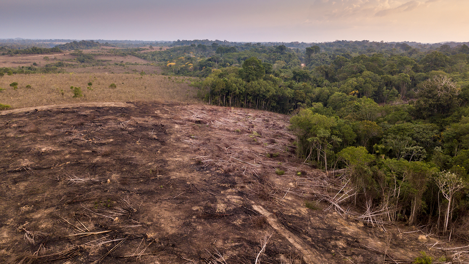 Deforestation - COP26 Deforestation Pledge: A Big Win or Broken Promise? - College of Natural Resources News - NC State University