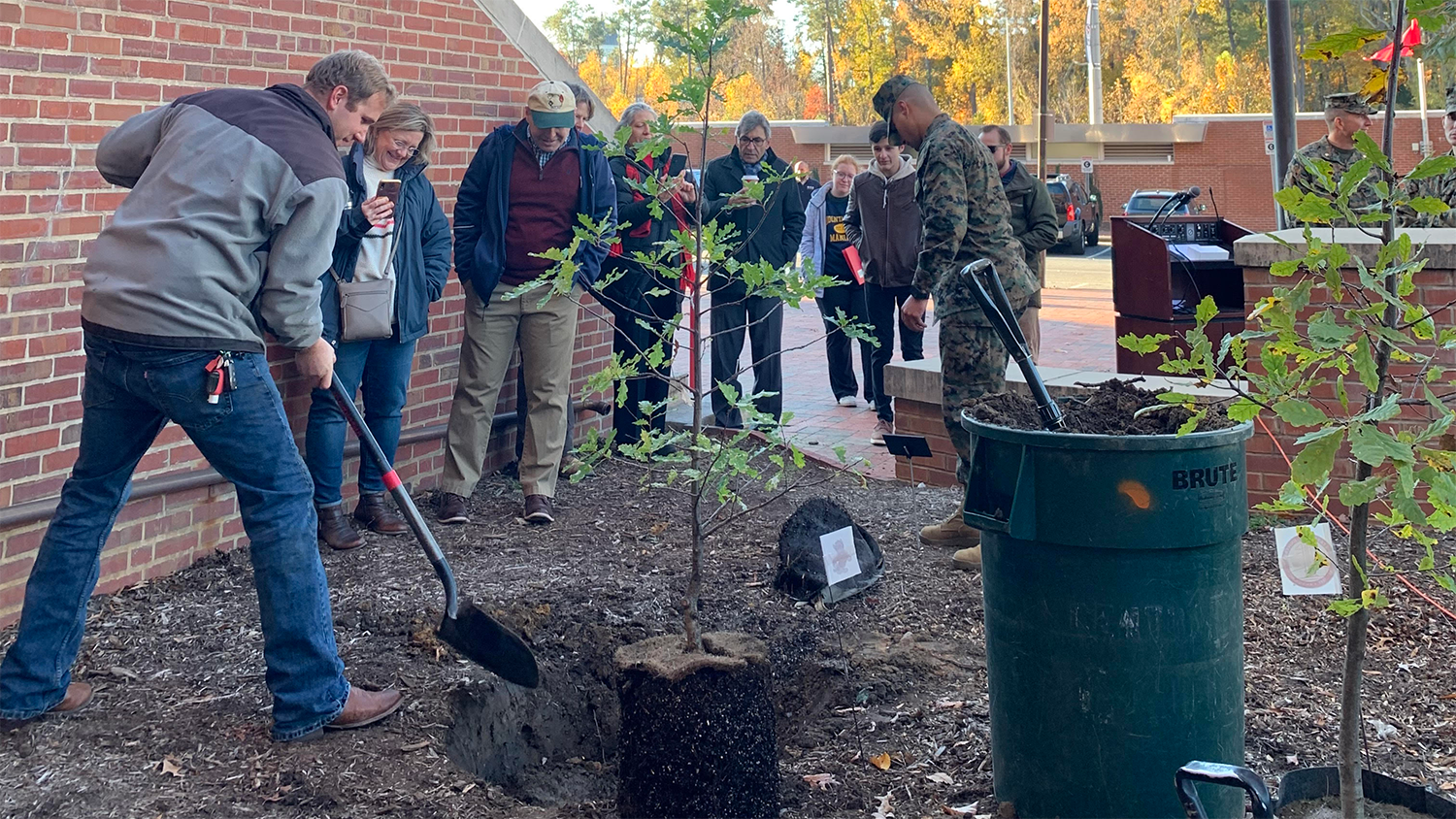 Young oak trees growing at NC State - NC State Tree Experts Grow Oaks to Honor Marines - Forestry and Environmental Resources NC State University