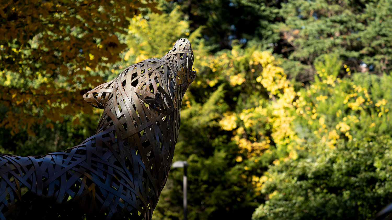 Wolf Plaza during fall- Mann Family Establishes Wildlife Conservation Scholarship - Forestry and Environmental Resources NC State University