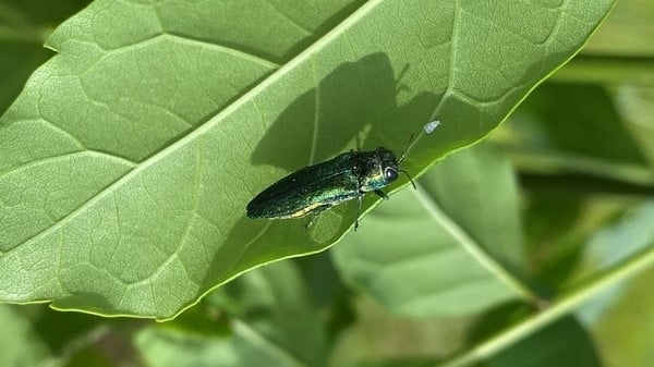Emerald ash borer - Findings for Invasive Insect’s Life Cycle Could Aid Management in Southeast - Forestry and Environmental Resources NC State University