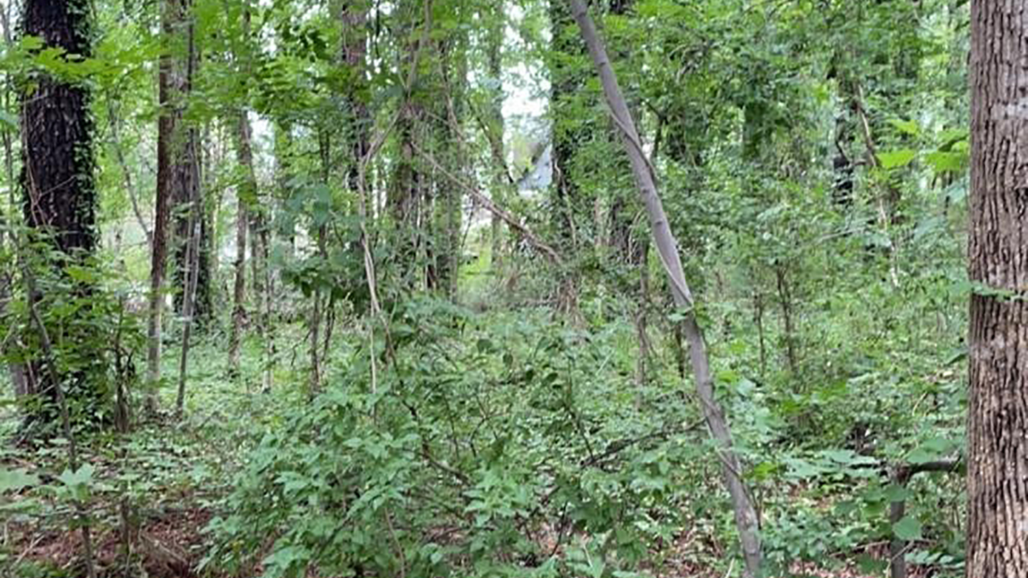 Ridge Road Park -Eben Preston: Invasive Plant Specialist with Raleigh Parks - Forestry and Environmental Resources NC State University