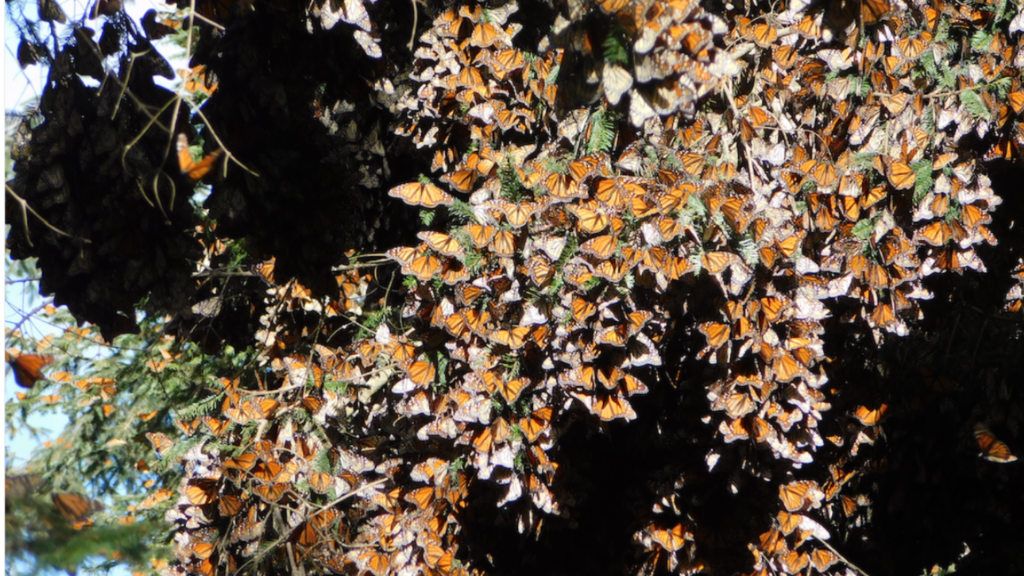 Butterflies cover a branch - 