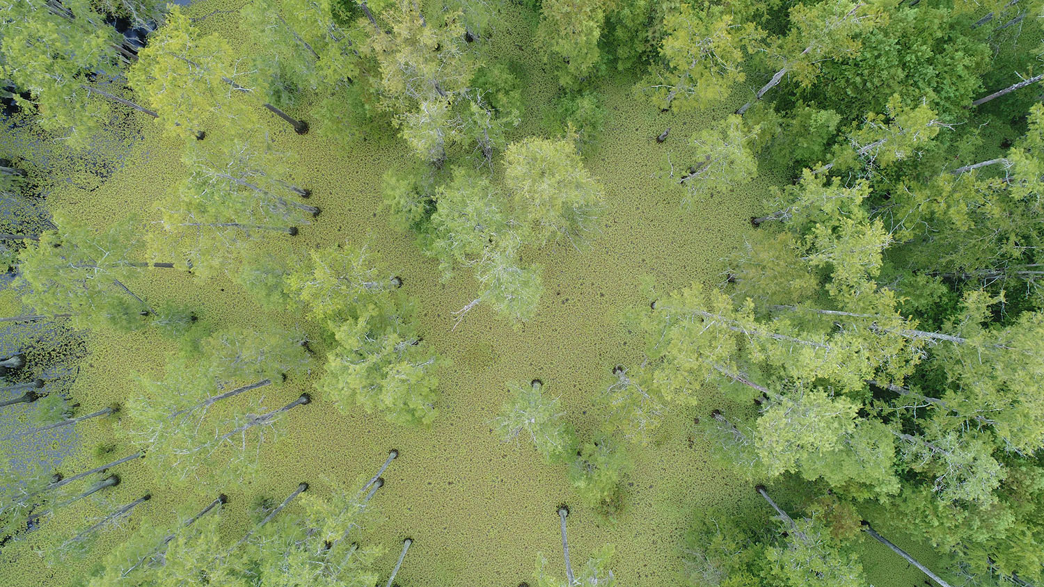 aerial view of a wetland forest shows green trees and patches of floating weed - NC State Researchers: Show Us What You're Working On - Forestry and Environmental Resources NC State University