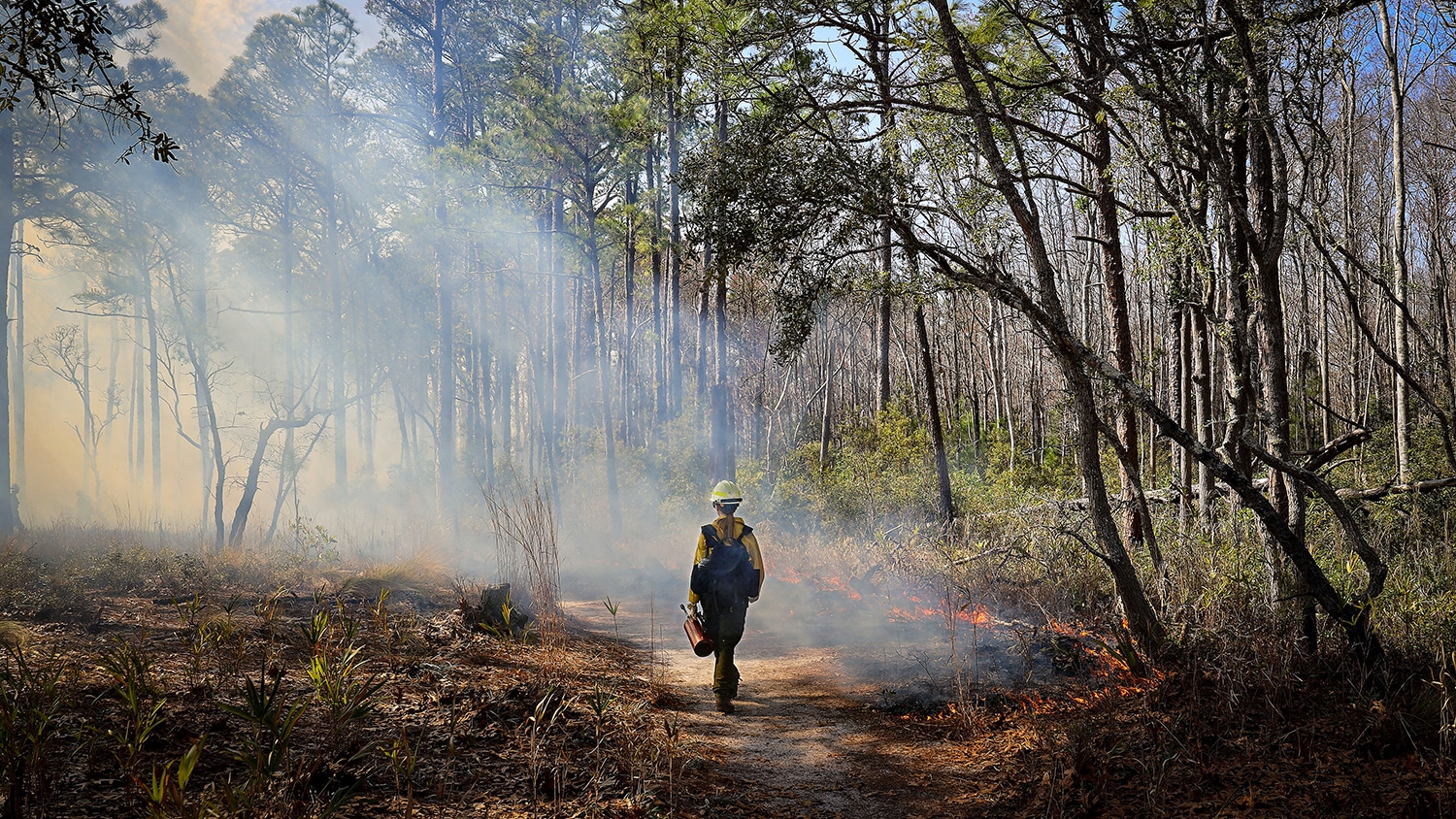 female firefighter walking in forest - Into the (Prescribed) Fire - Forestry and Environmental Resources NC State University