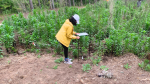 Student collects data in the field - CNR High School Summer Research Program - Forestry and Environmental Resources at NC State University