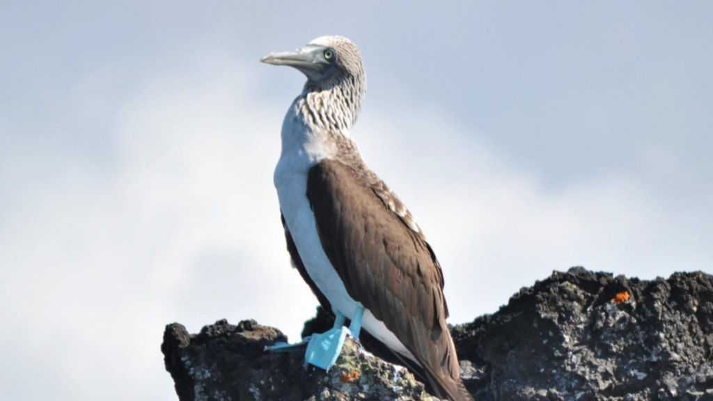 Blue-footed Booby perched on a rock- Forestry and Environmental Resources at NC State.