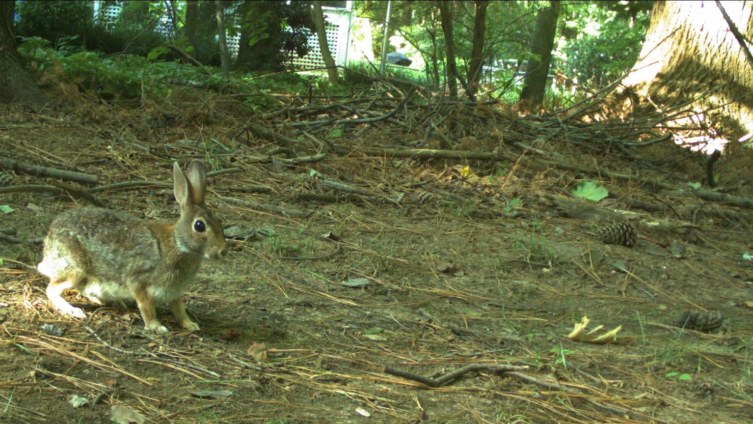 Eastern cottontail - During 'Anthropause,' Animals Moved More Freely - Forestry and Environmental Resources NC State University