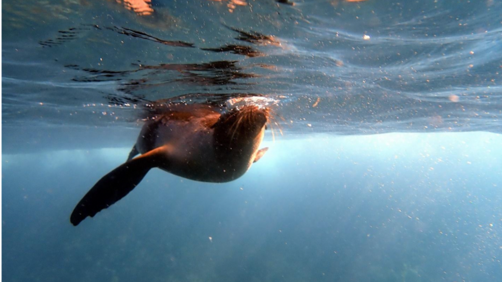 Sea lion about to surface from under the water- Forestry and Environmental Resources at NC State.