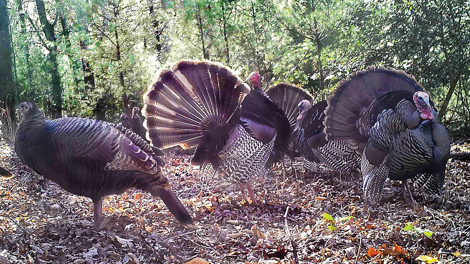 Turkeys stand together in a forest - Tracking Turkeys - Forestry and Environmental Resources NC State University