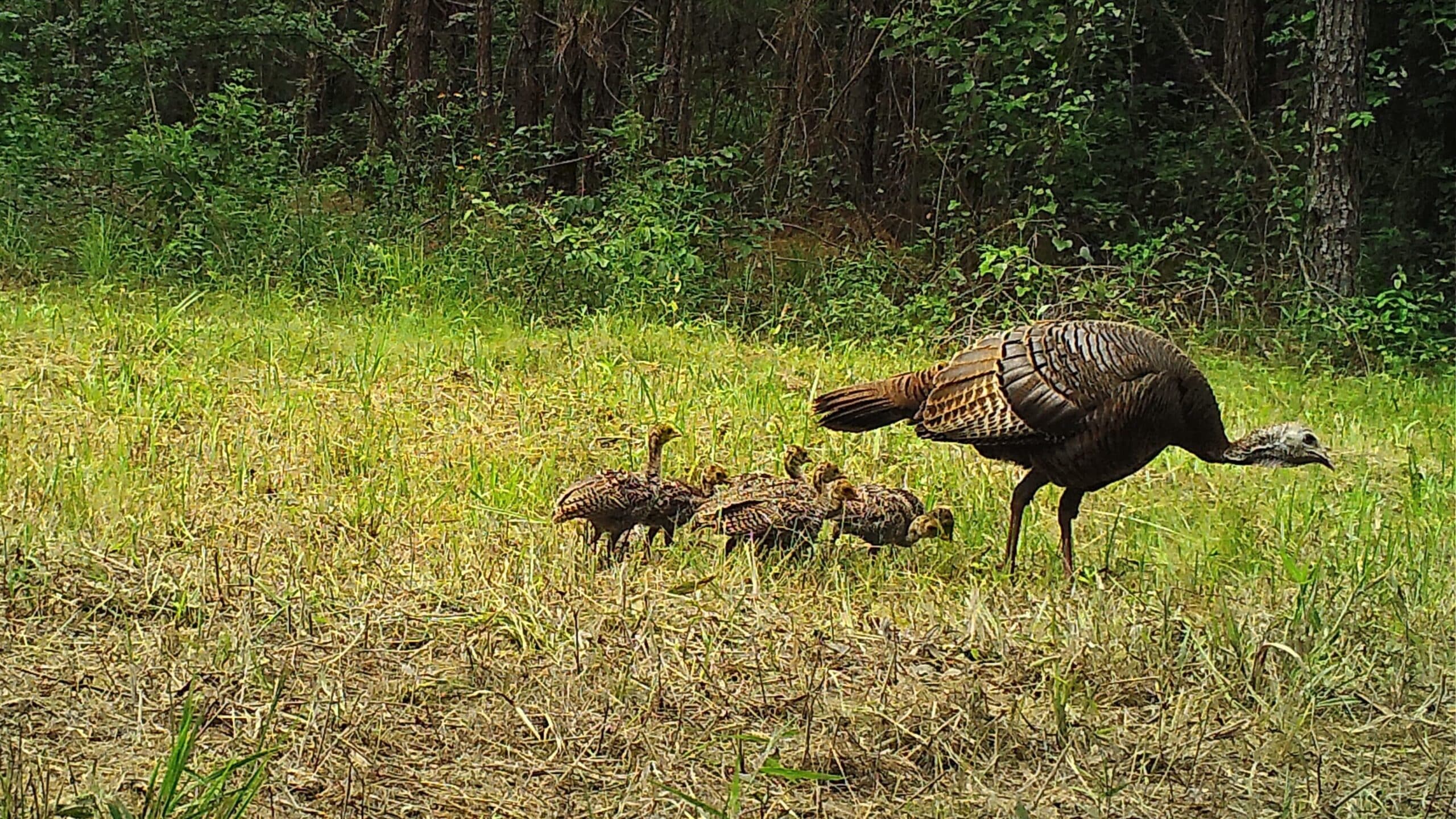 A turkey hen and her babies - Timing of Turkey Nesting May Not Shift With Changing Climate - Forestry and Environmental Resources at NC State University