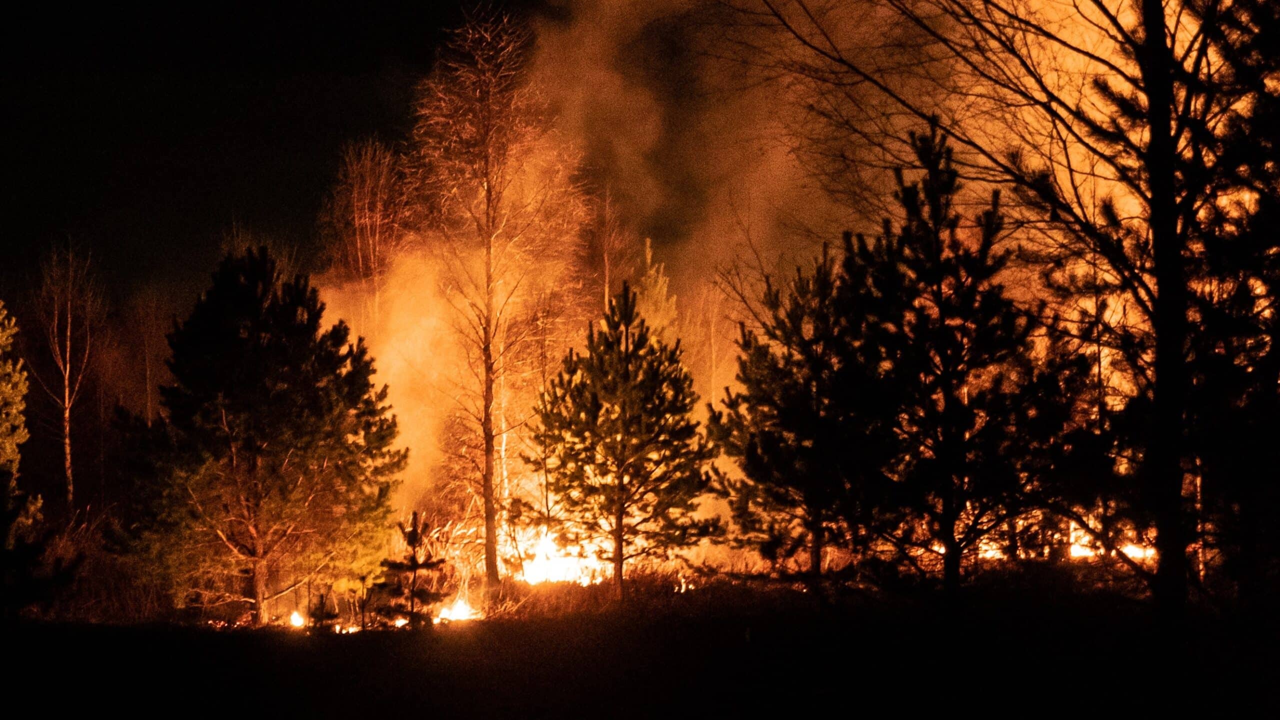 Forest fire. Credit: Egor Vikhrev on Unsplash